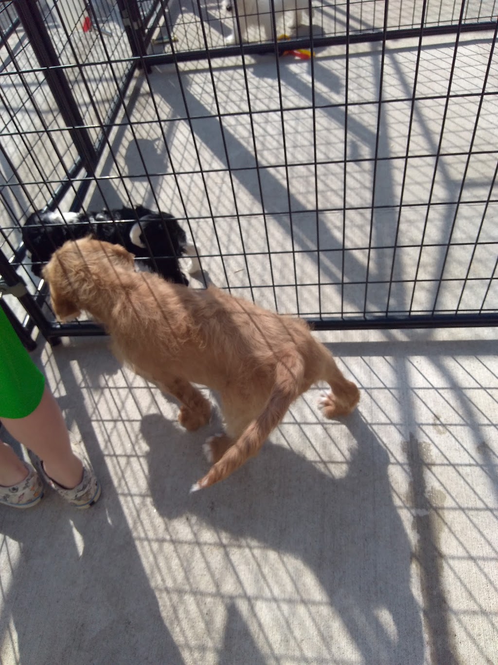 Tullys Kennels | 7777 D St, Omaha, NE 68124, USA | Phone: (402) 391-2456