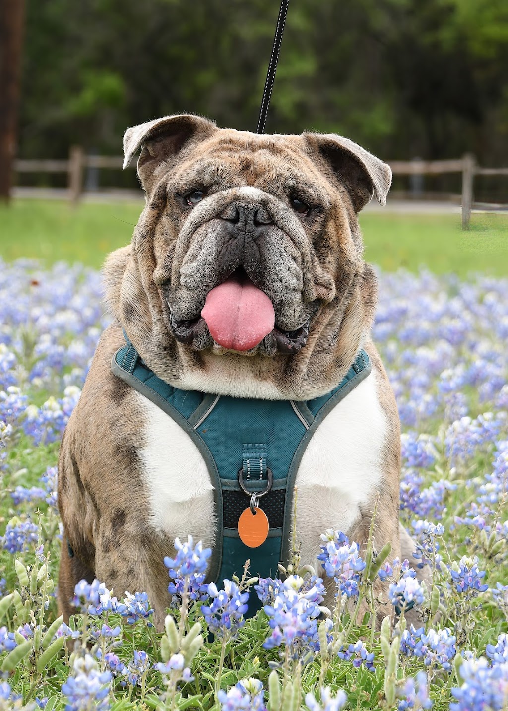 Kendall County Veterinary Center | 141 TX-46, Boerne, TX 78006, USA | Phone: (830) 336-2041