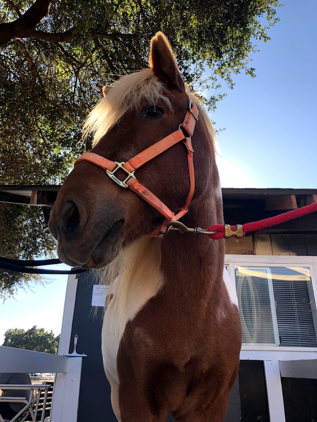 Blue Banner Riding Academy | 11590 New Ave, Gilroy, CA 95020, USA | Phone: (408) 417-9053