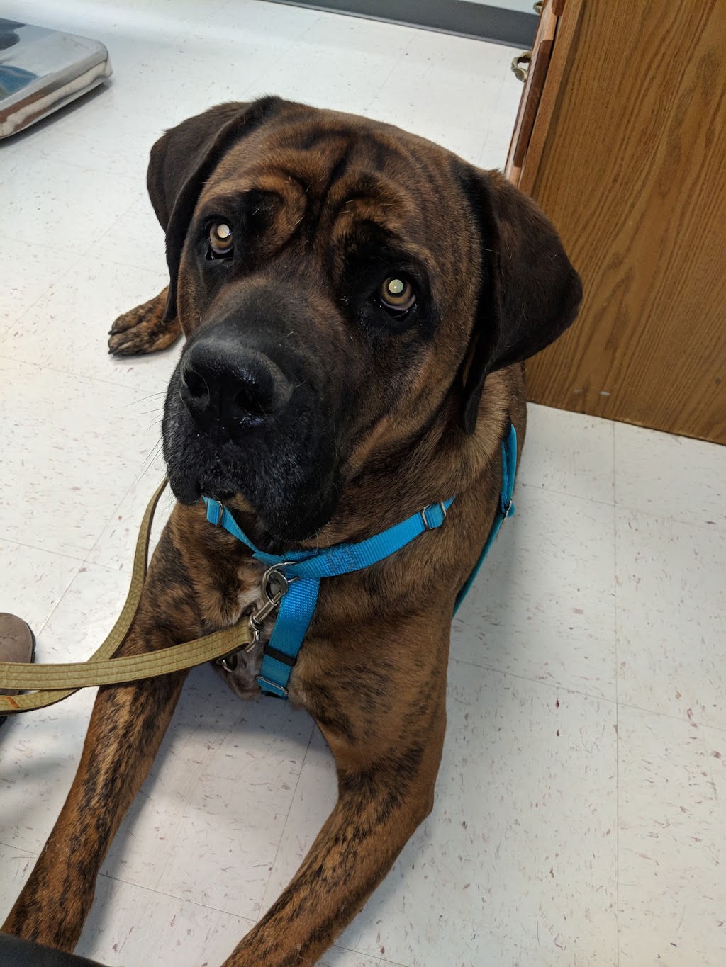 Fountain Valley Animal Hospital | 311 Main St, Colorado Springs, CO 80911, USA | Phone: (719) 392-4213