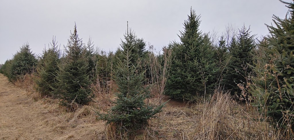 Newell Family Christmas Tree Farm | 22744 Olgilvie, Avenue North, Scandia, MN 55073, USA | Phone: (651) 433-3522