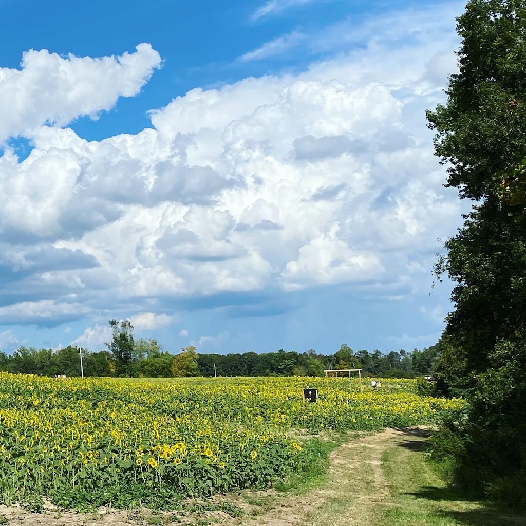 Kersey Valley Sunflower Extravaganza | 6820 Cecil Farm Rd, Archdale, NC 27263, USA | Phone: (336) 431-1700