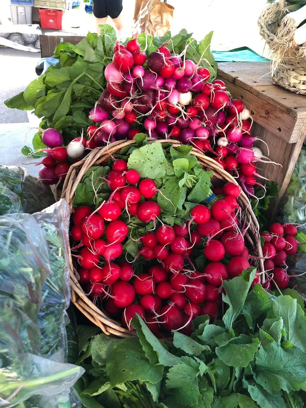 Clover Bee Vegetable Farm | 35145 Reed Ave, Shafer, MN 55074, USA | Phone: (952) 261-3312