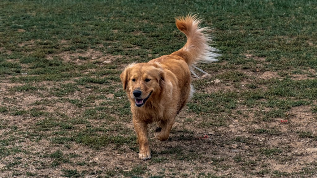 Prairie Oaks Dog Beach | 2755 Amity Rd, Hilliard, OH 43026, USA | Phone: (614) 208-4321