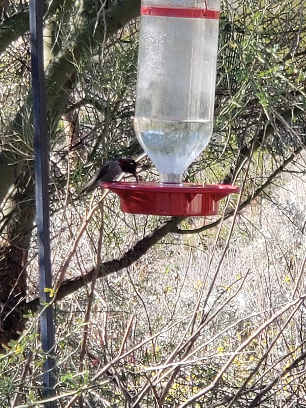 Usery Mountain Regional Park Nature Center | 3939 N Usery Pass Rd, Mesa, AZ 85207, USA | Phone: (480) 984-0032