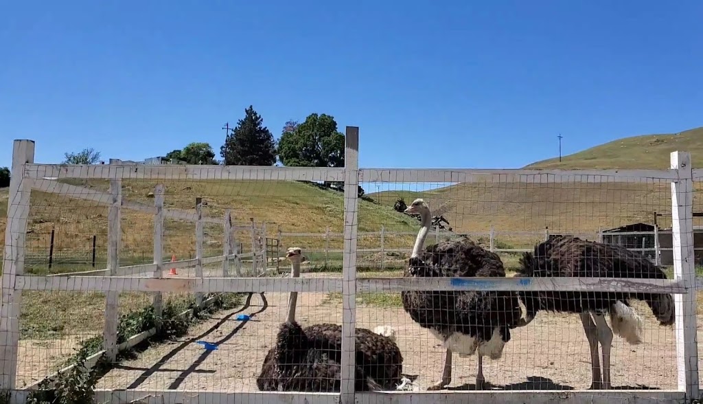 Gilroy Ostrich Farm | 5560 Pacheco Pass Hwy, Gilroy, CA 95020, USA | Phone: (866) 996-7373