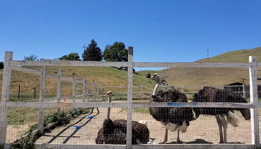 Gilroy Ostrich Farm | 5560 Pacheco Pass Hwy, Gilroy, CA 95020, USA | Phone: (866) 996-7373 Gilroy Ostrich Farm | 5560 Pacheco Pass Hwy, Gilroy, CA 95020, USA | Phone: (866) 996-7373