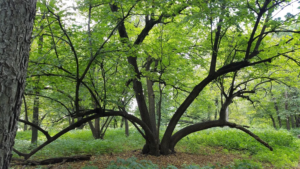 Wargo Nature Center | 7701 Main St, Lino Lakes, MN 55038, USA | Phone: (763) 324-3350