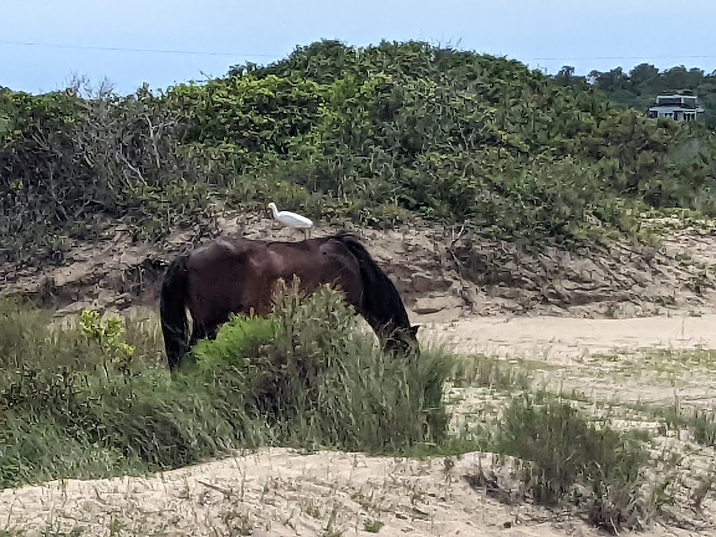 Back Country Safari Horse Tours | Light Town Center, 1159 Austin St, Corolla, NC 27927 | Phone: (252) 453-0877