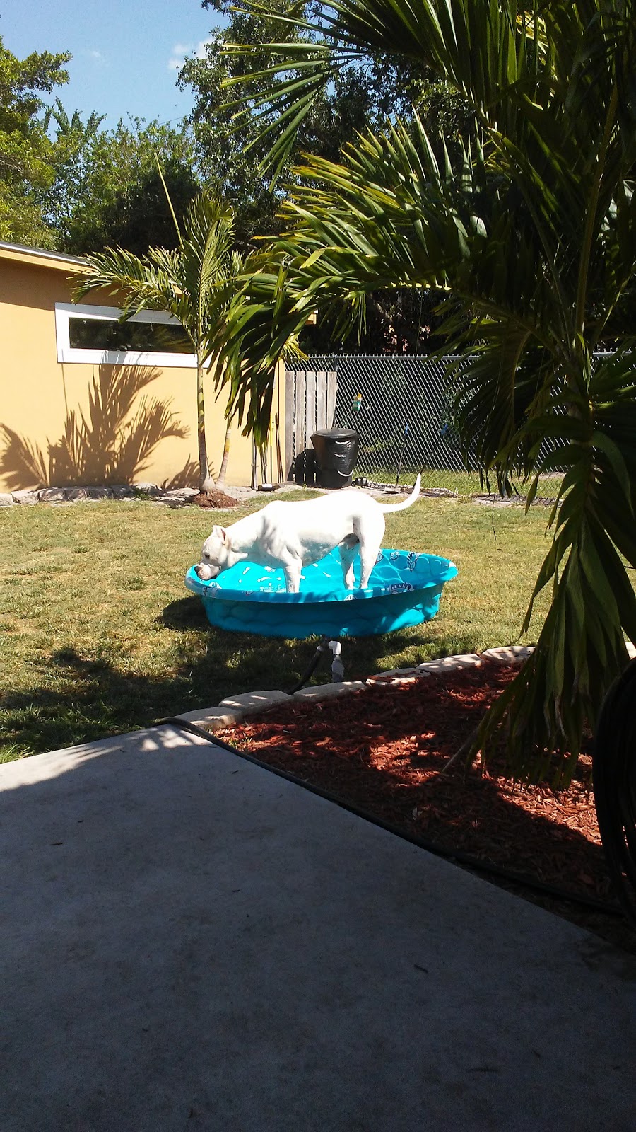 Hagans Pet Resort | 7081 Prospect Rd, Sarasota, FL 34243, USA | Phone: (941) 758-0888