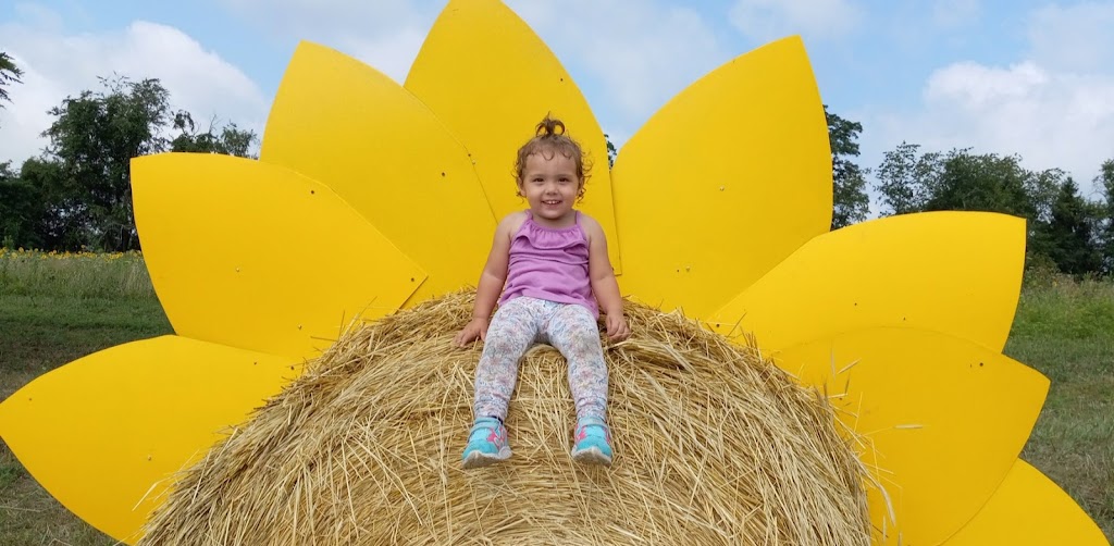 Schwirian Farm Sunflower Fields | 4511 Hollow Rd, Elizabeth, PA 15037, USA | Phone: (412) 445-2257