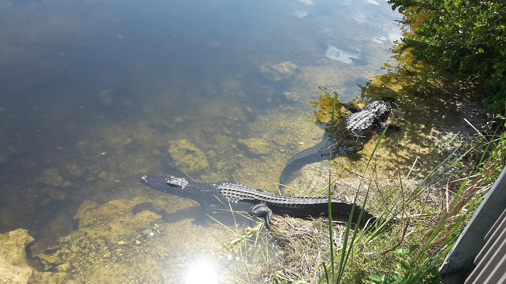 Everglades River of Grass Adventures | 52105 Tamiami Trail E, Ochopee, FL 34141, USA | Phone: (305) 788-2418
