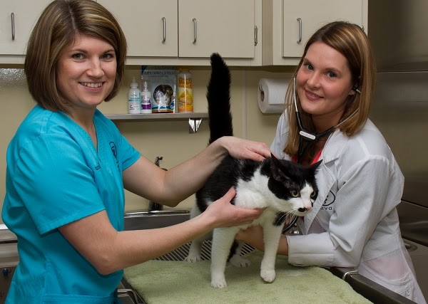 Sandstone Animal Hospital | 1061 W Bagley Rd, Berea, OH 44017, USA | Phone: (440) 234-6336