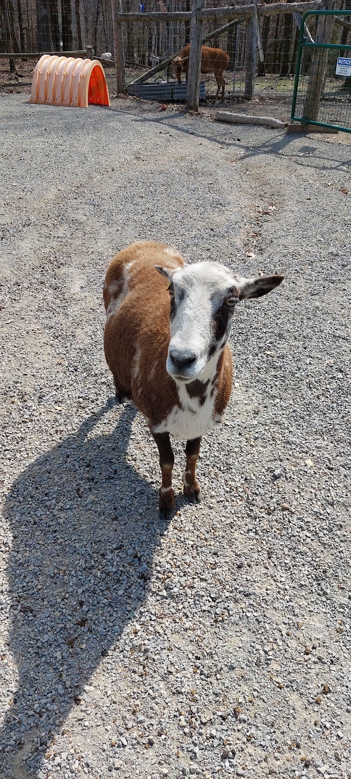 Critter Lane Petting Zoo | 9100 Critter Ln, Valles Mines, MO 63087, USA | Phone: (573) 358-8995