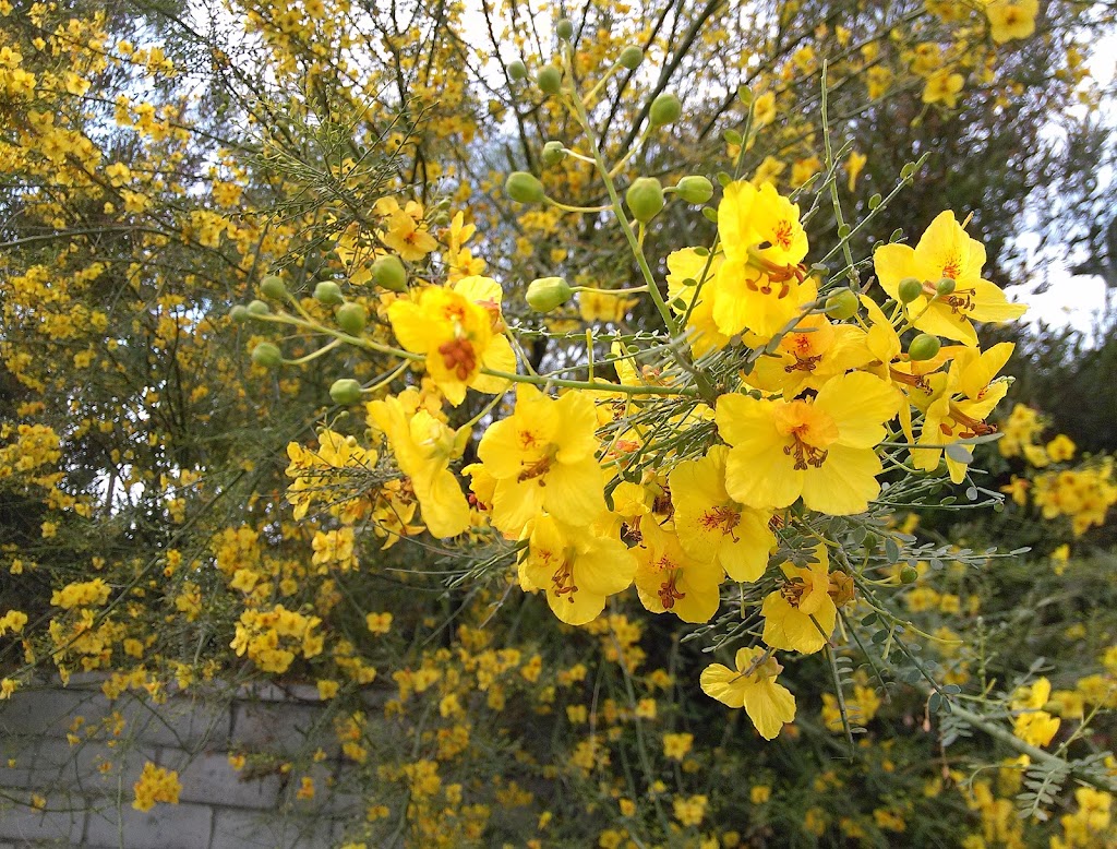 Grape Street Park | 28th and Grape Streets, Los Angeles, CA 92102, USA | Phone: (619) 236-6643