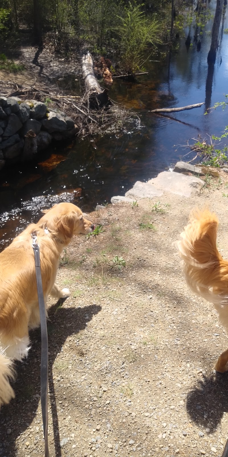 Wilmington Dog Park | 823 Main St, Wilmington, MA 01887, USA | Phone: (781) 897-5805