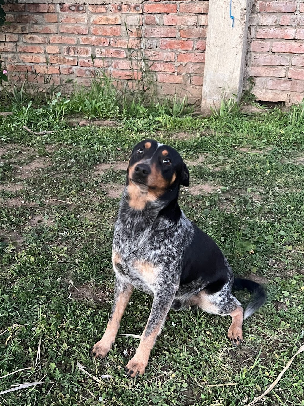 Restaurante La Encinera | Rancho La Divina Providencia, 22740 El Gato, B.C., Mexico | Phone: 664 157 5245