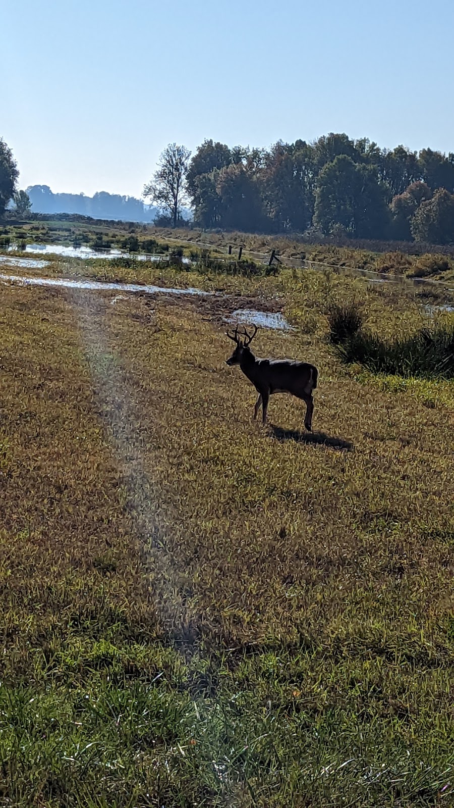 Ridgefield National Wildlife Refuge Auto Tour Start | Ridgefield, WA 98642, USA | Phone: (360) 887-4106