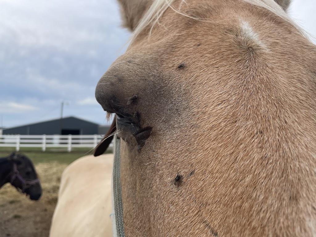 Highland Saddle Club Equestrian Center | 12118 Ellis Rd, Highland, IL 62249, USA | Phone: (618) 567-5477