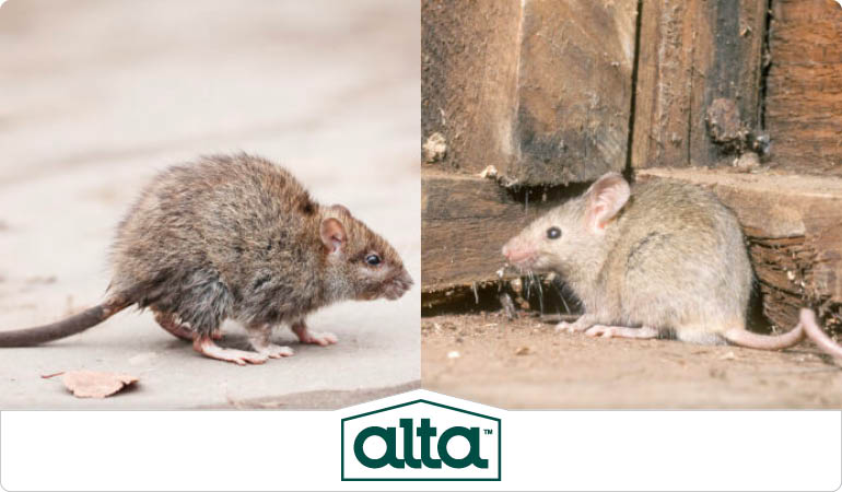 Alta Pest Control | 101 Sherlake Ln #104, Knoxville, TN 37922, United States | Phone: (866) 201-7787