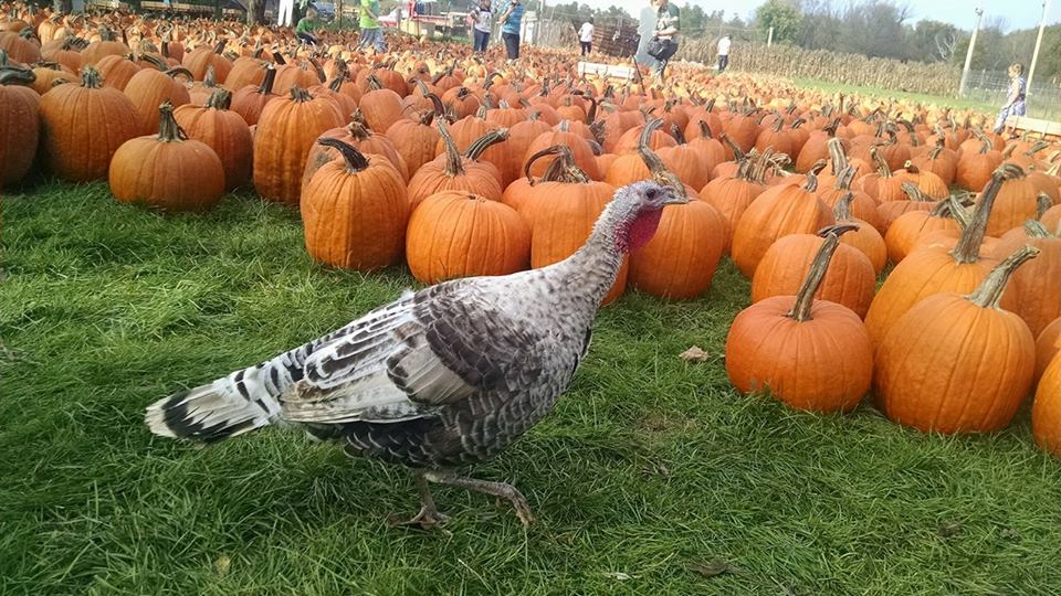 Meadowbrook Pumpkin Farm and Haunted Cornfield-Snow Service | 2970 Mile View Rd, West Bend, WI 53095, USA | Phone: (414) 617-3649