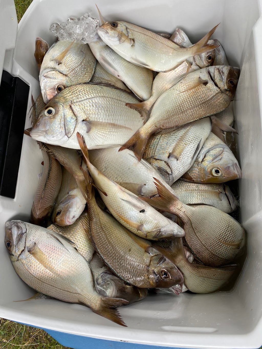 Never Enuff Fishing | 1 Worlds Fair Marina, Flushing, NY 11368, USA | Phone: (516) 322-7442