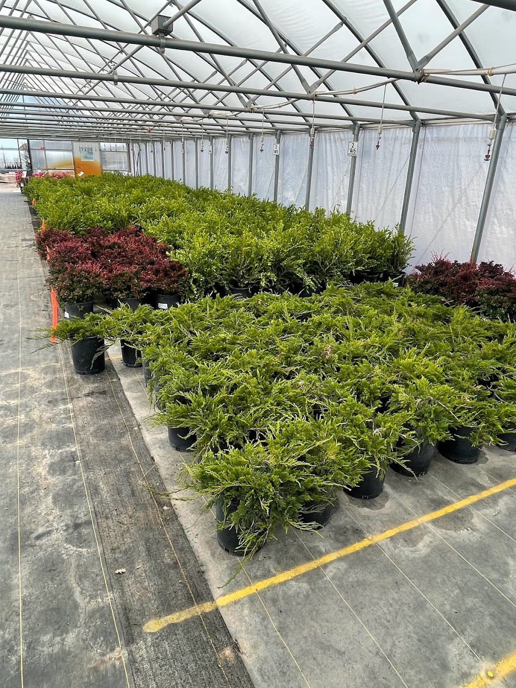 Heidrichs Colorado Tree Farm Nursery | 7440 Templeton Gap Rd, Colorado Springs, CO 80923, USA | Phone: (719) 598-8733