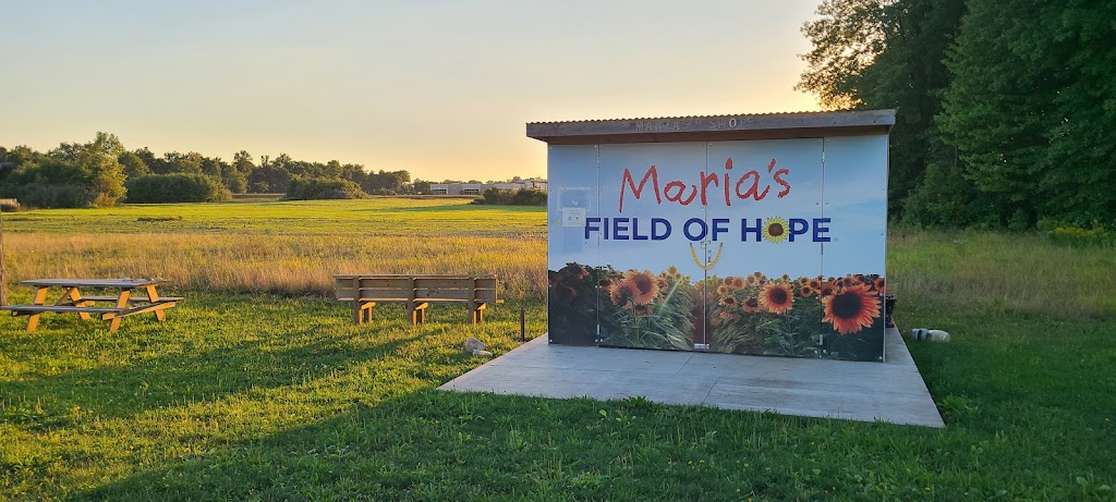 Prayers From Maria Sunflower Field in Avon | Jaycox Rd, Avon, OH 44011, USA | Phone: (216) 727-3511