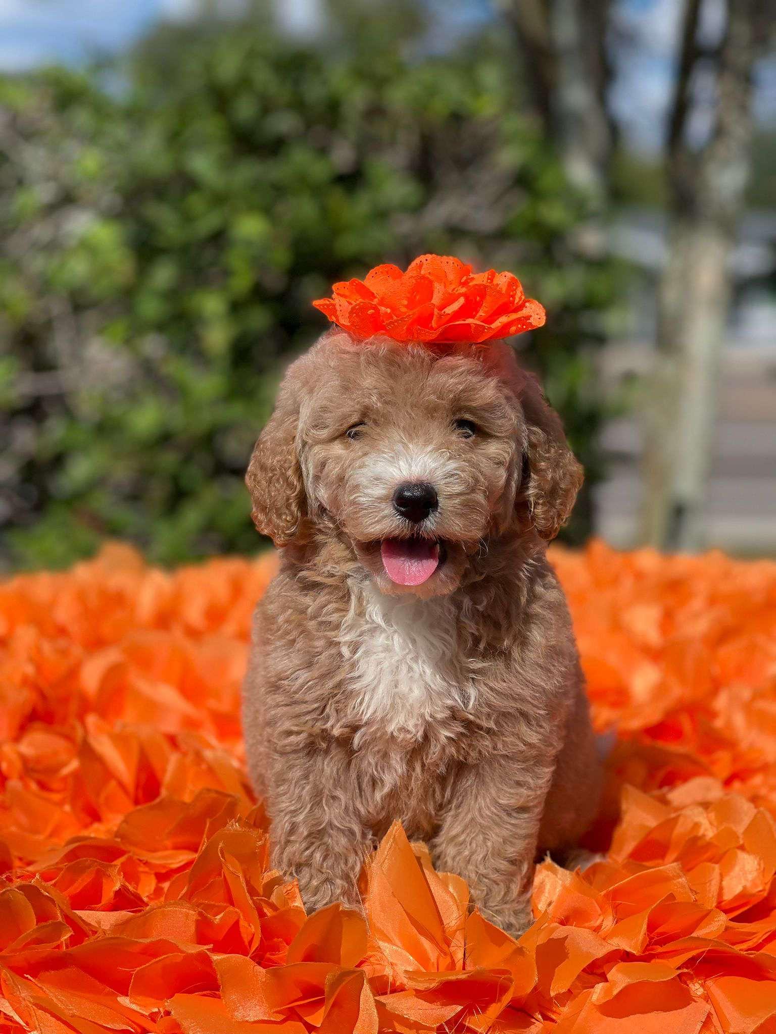 Goldendoodle By Aggie | S Wind, Kissimmee, FL 34746 | Phone: (407) 655-6285