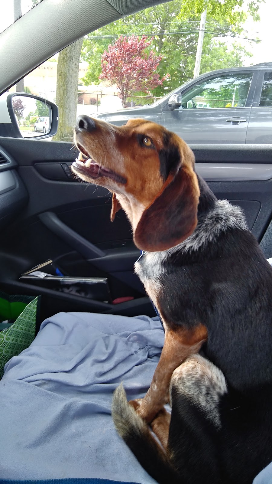 Bideawee Pet Memorial Park | 3300 Beltagh Ave, Wantagh, NY 11793, USA | Phone: (866) 262-8133