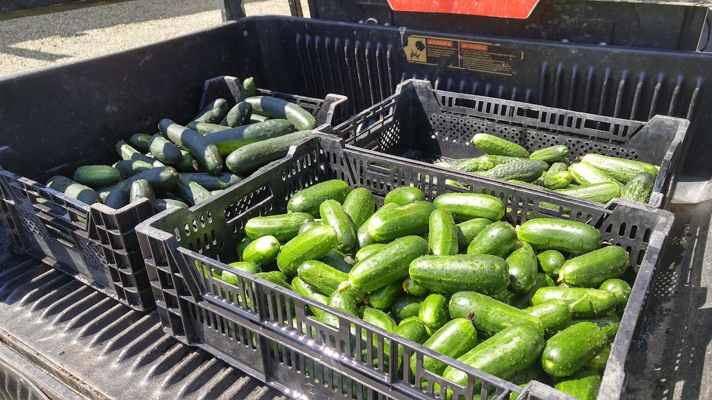 Yerico Farms LLC | 3186 E Main St, Dunkirk, NY 14048, USA | Phone: (716) 673-1271