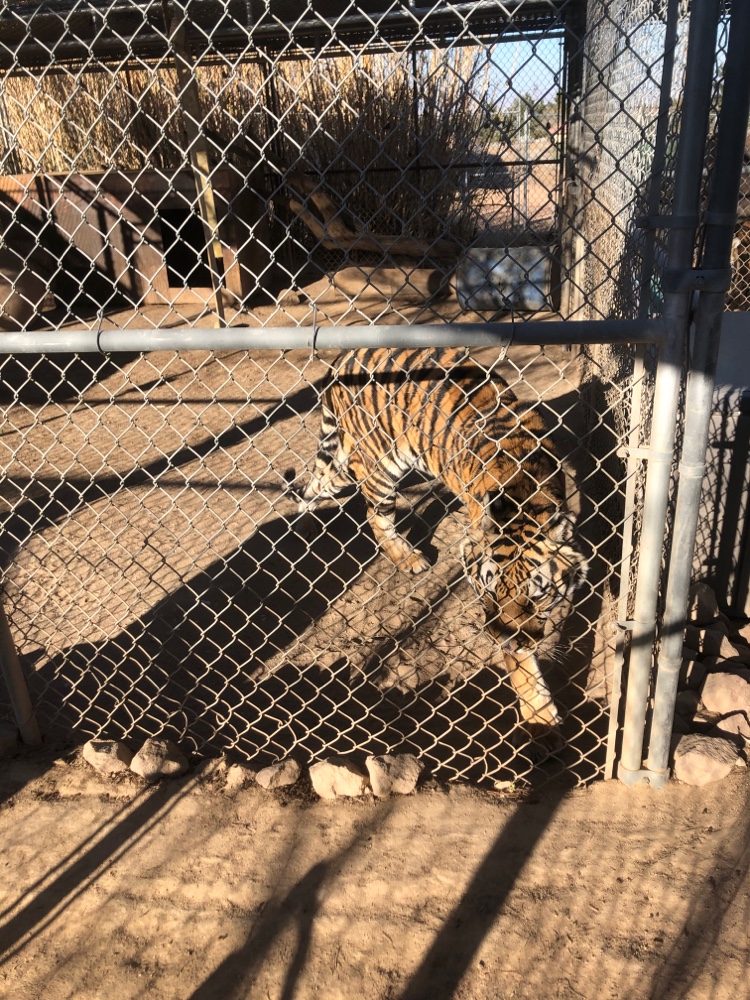 Forever Wild Exotic Animal Sanctuary | 8545 Buttemere Rd, Phelan, CA 92371, USA | Phone: (760) 868-2755