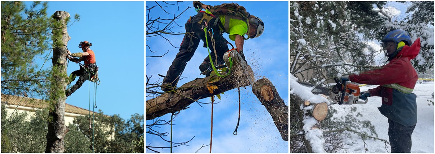 ArborPro Tree Experts | 121 Foothills Rd, Lake Oswego, OR 97034, United States | Phone: (503) 473-8733