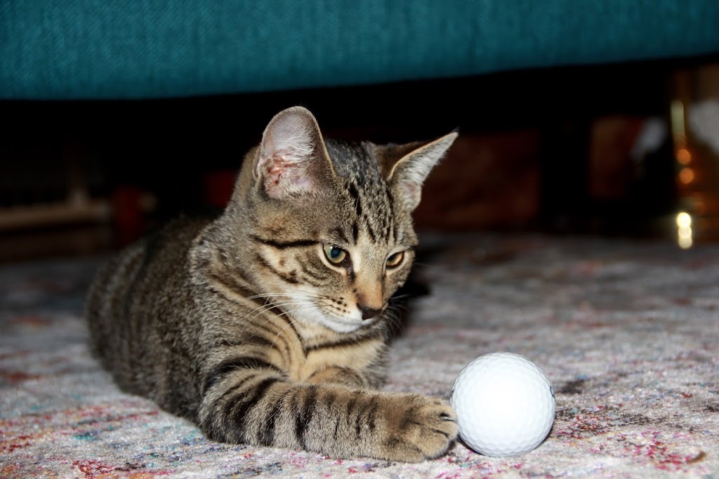 Eildon Tweed Farm | 1253 Eastern Ave, Amsterdam, NY 12010, USA | Phone: (518) 882-6684