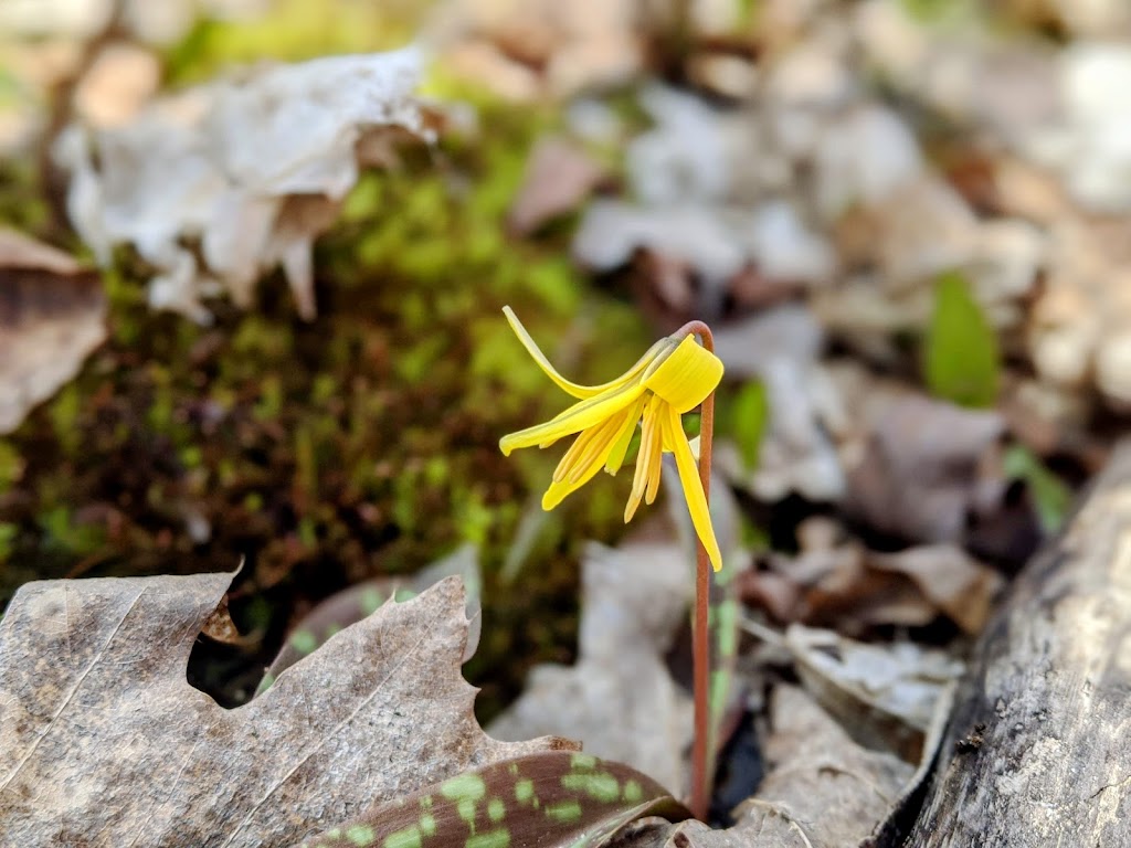 Buttonbush Nature Area | 3314 Sunton Rd, Ann Arbor, MI 48105, USA | Phone: (734) 794-6230