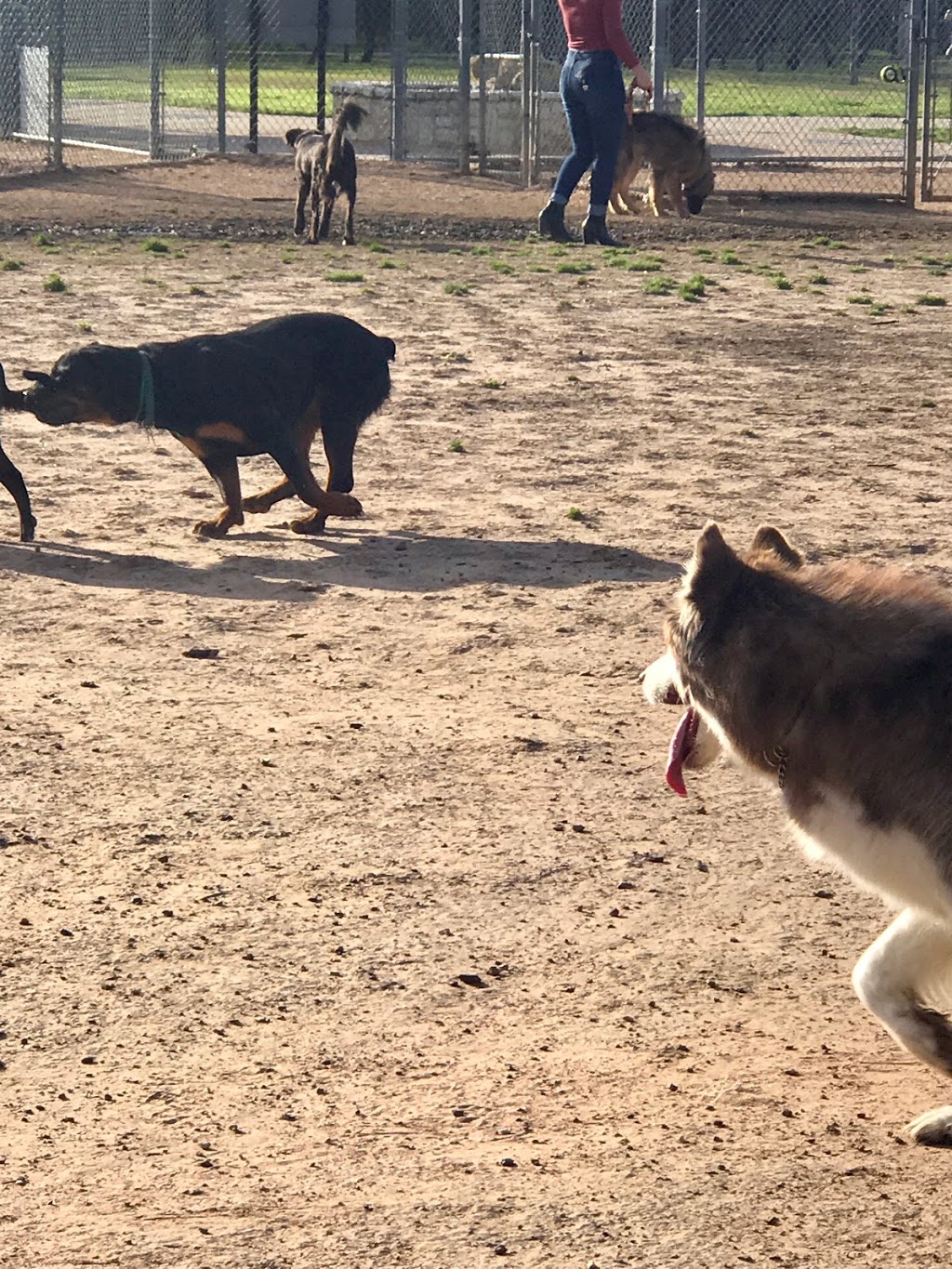 Tails N Trails Dog Park | 950 SE Green Oaks Blvd, Arlington, TX 76018, USA | Phone: (817) 459-5474