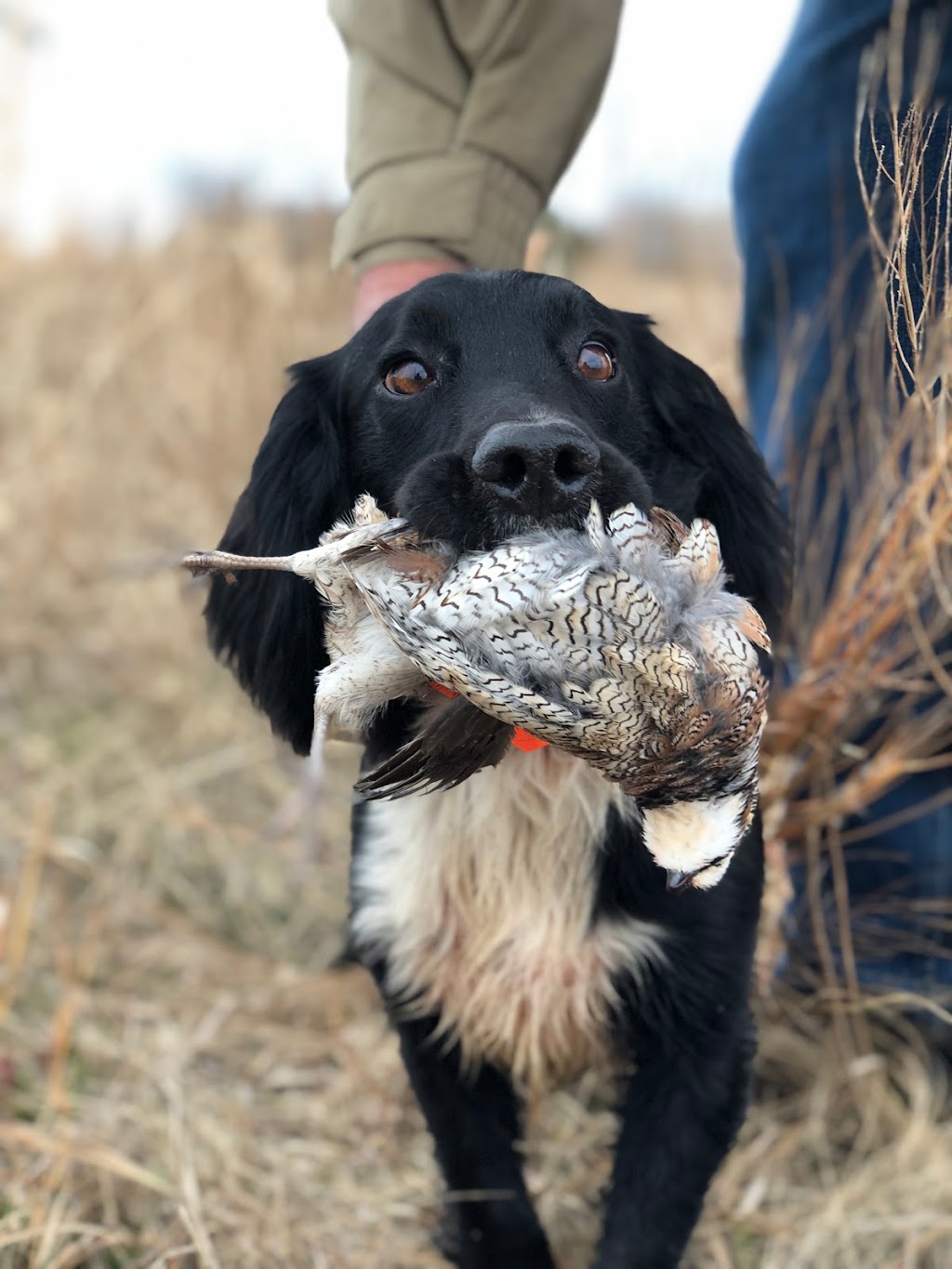 Upland Bird Hunting | Corsicana, TX 75109, USA | Phone: (903) 641-7196