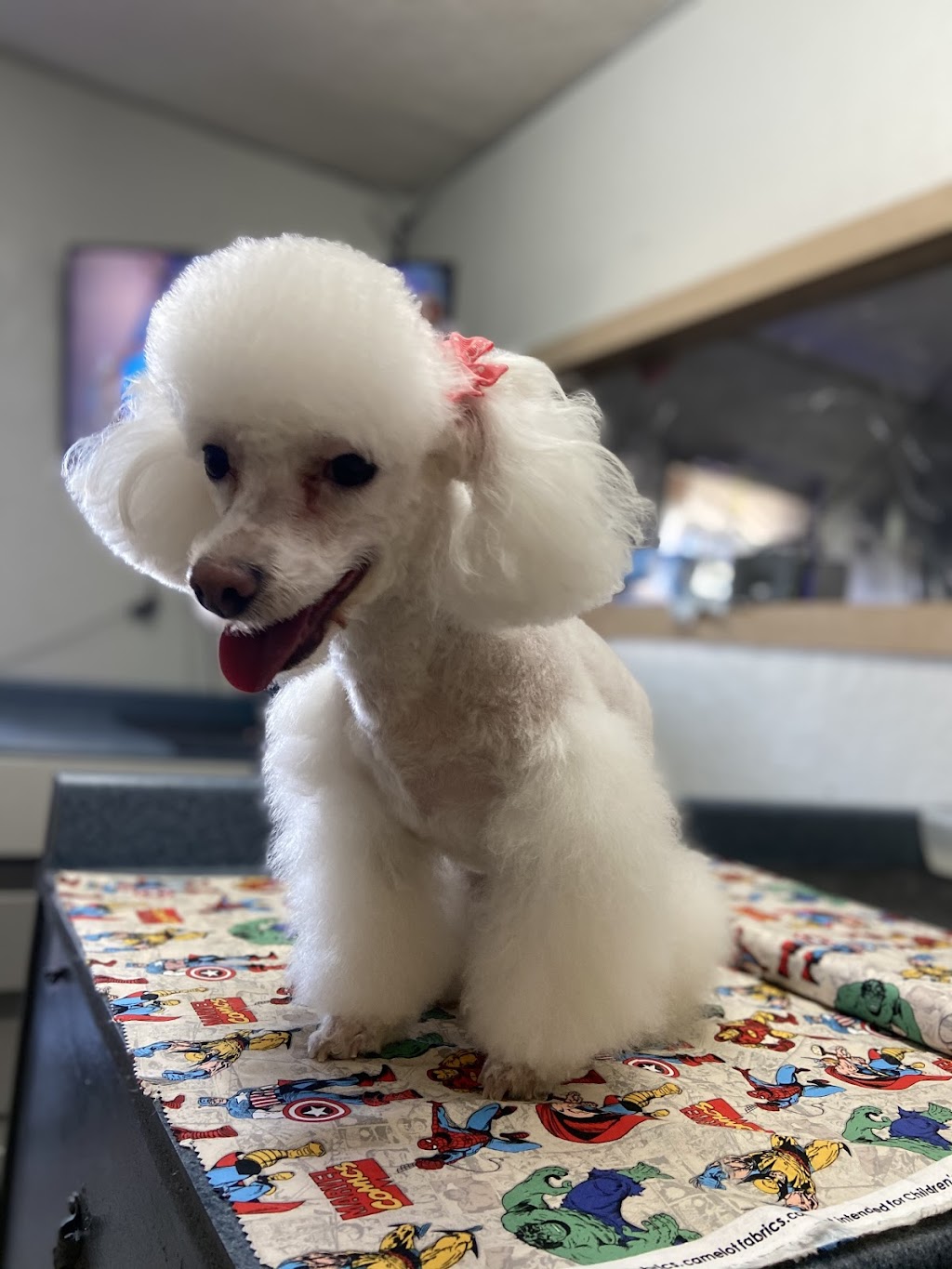 Mili’s Pet Grooming | 10118 N Loop Dr, Socorro, TX 79927, USA | Phone: (915) 260-8411