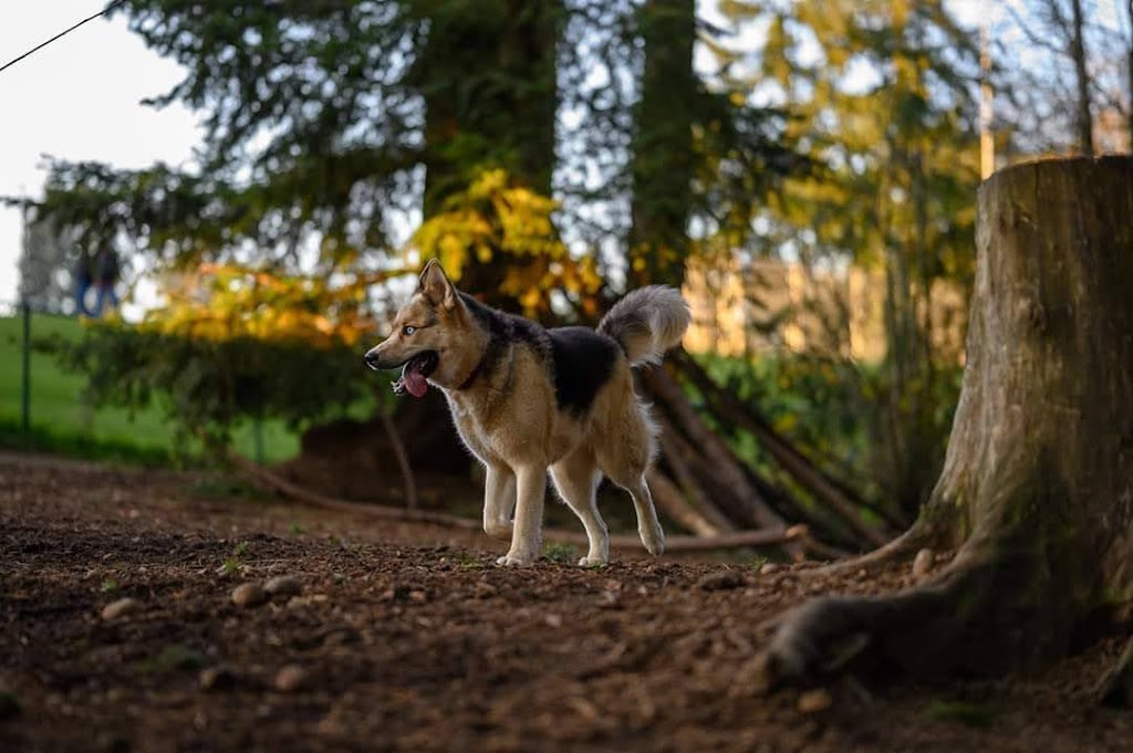 Mountlake Terrace Off-Leash Dog Park | 5303 228th St SW, Mountlake Terrace, WA 98043, USA | Phone: (425) 776-1161