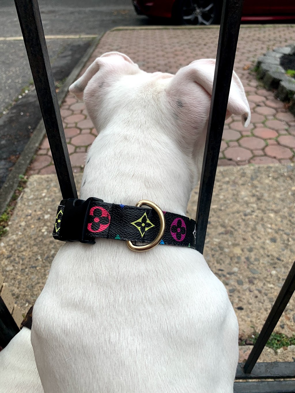 K9 Heat | 50 St Andrews Ct, Lakewood, NJ 08701, USA | Phone: (732) 503-1868