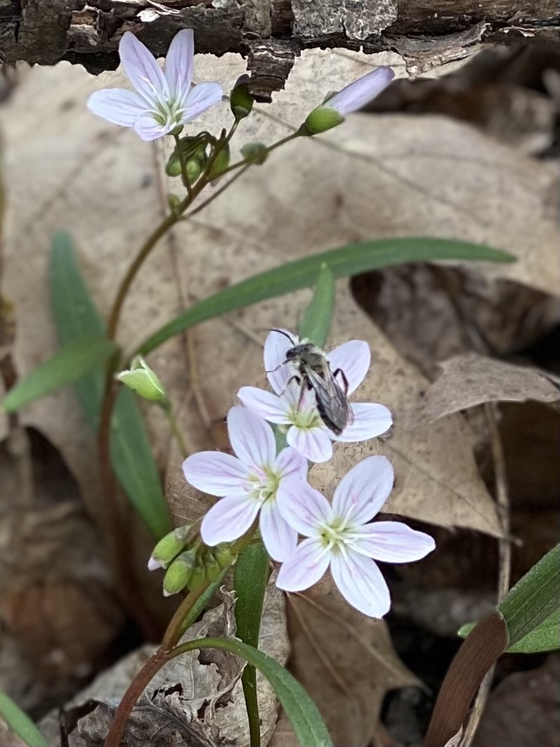 Kurtz Woods State Natural Area | Grafton, WI 53024, USA | Phone: (608) 266-0394