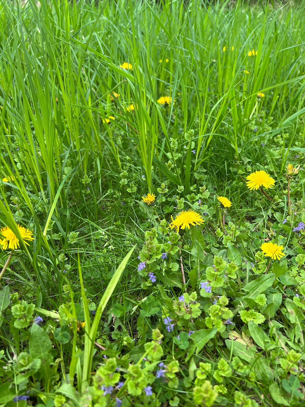 Rice Creek West Regional Trail Corridor | 7000 Central Ave N E, Fridley, MN 55432, USA | Phone: (763) 324-3300