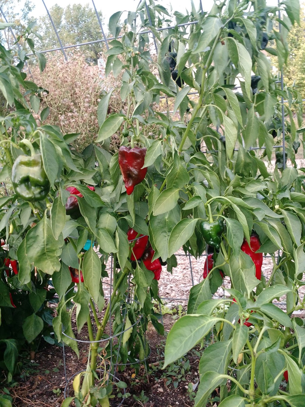 Second Start Community Garden | 89 11th Ave, Longmont, CO 80501, USA | Phone: (720) 340-3455