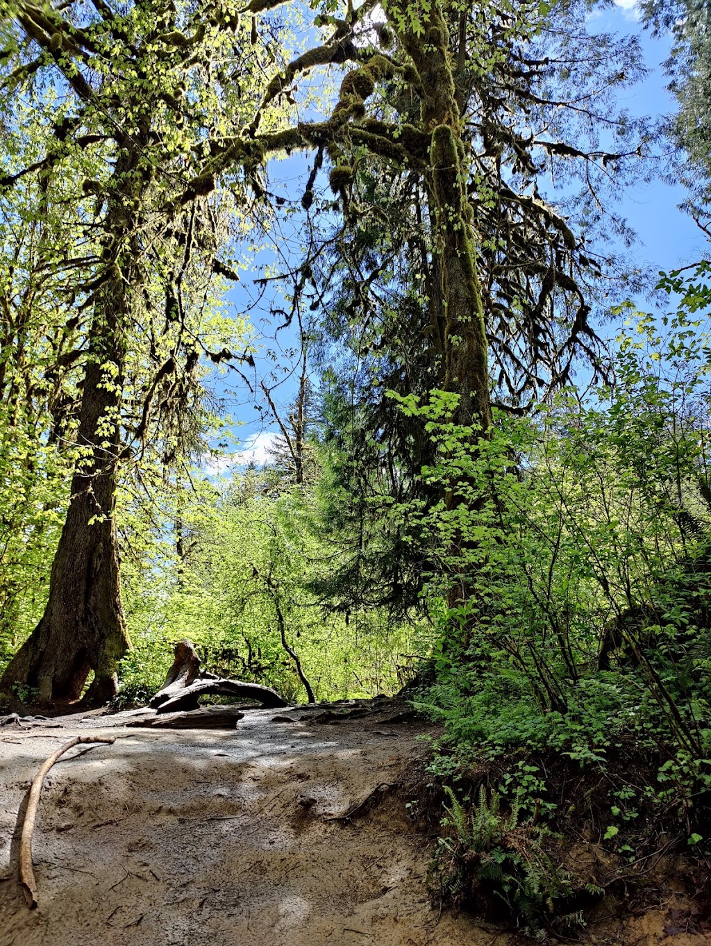 Cherry Creek Falls Trailhead | 16538 Kelly Rd NE, Duvall, WA 98019, USA | Phone: (206) 625-1367