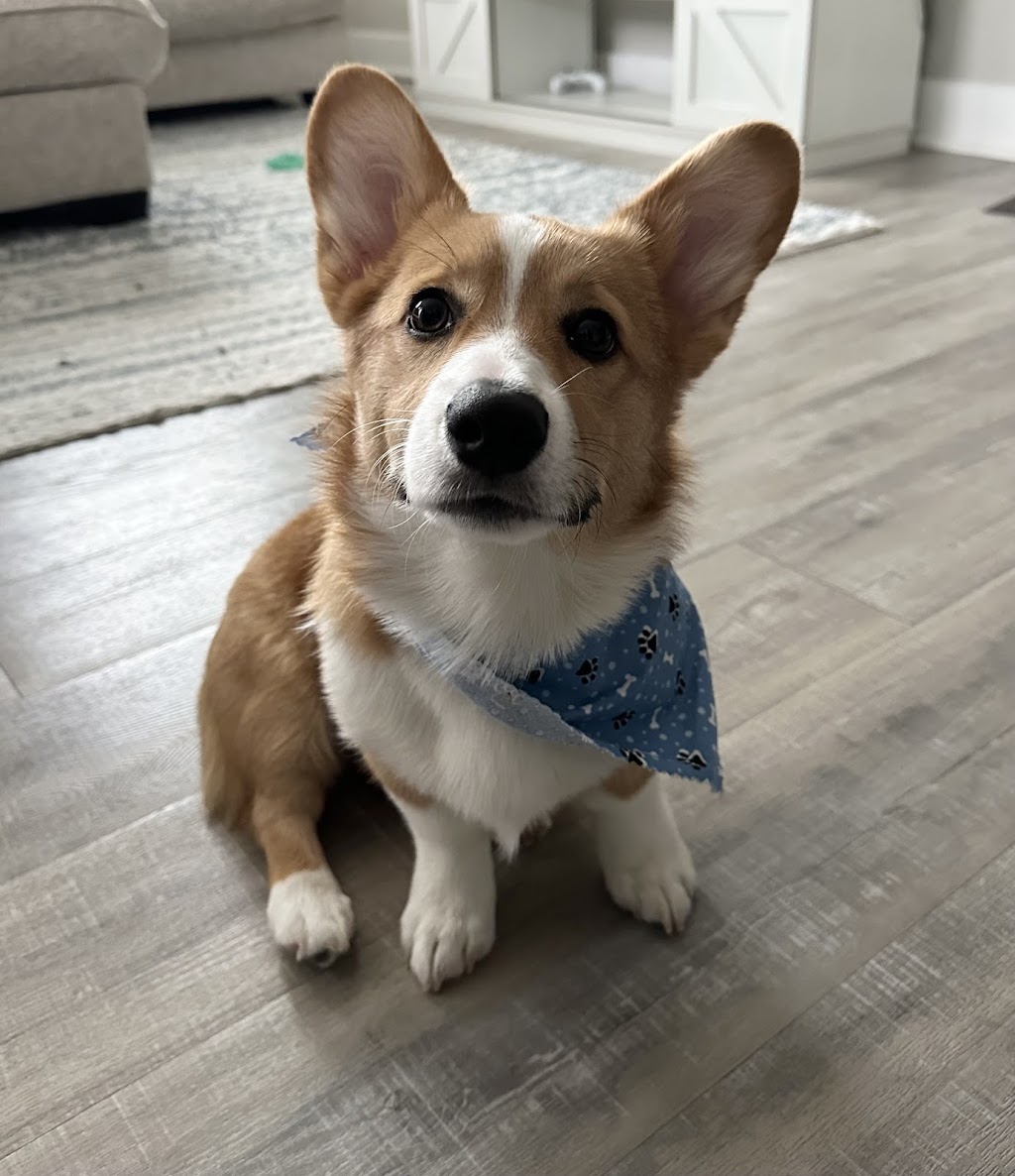 Doggie Bath House | 910 Deerfield Crossing Dr, Alpharetta, GA 30004, USA | Phone: (770) 802-5160