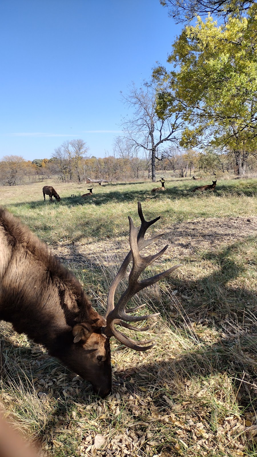 Native Hoofed Animal Enclosure | Lees Summit, MO 64064, USA | Phone: (816) 503-4800