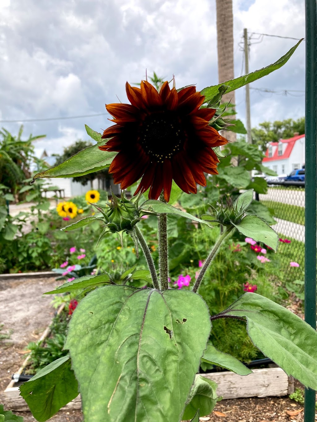 Community Garden | 802 New York Ave, St Cloud, FL 34769, USA | Phone: (407) 957-7243