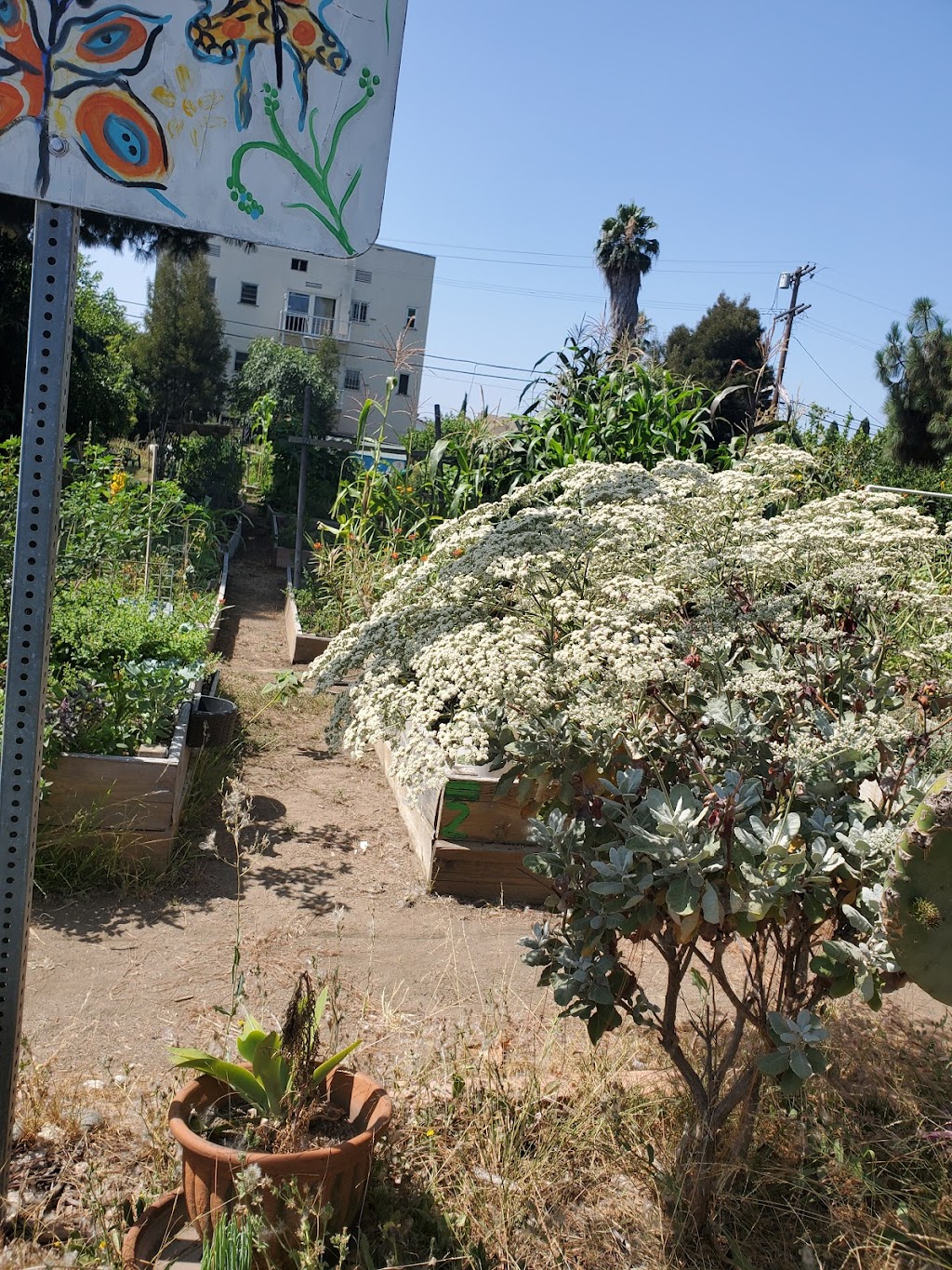Fountain Community Gardens | 5620 Fountain Ave, Los Angeles, CA 90028, USA | Phone: (323) 387-3241