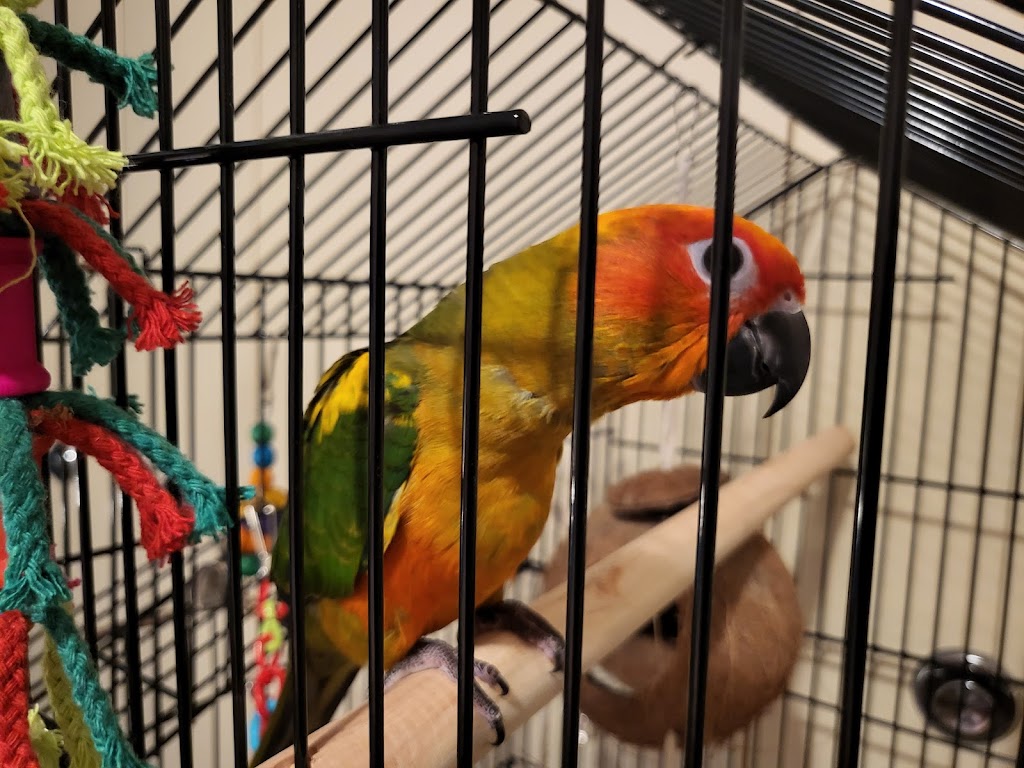 Parrots Nest And Pet Supplies | 4143 Richmond Rd, Irvine, KY 40336, USA | Phone: (859) 248-2584