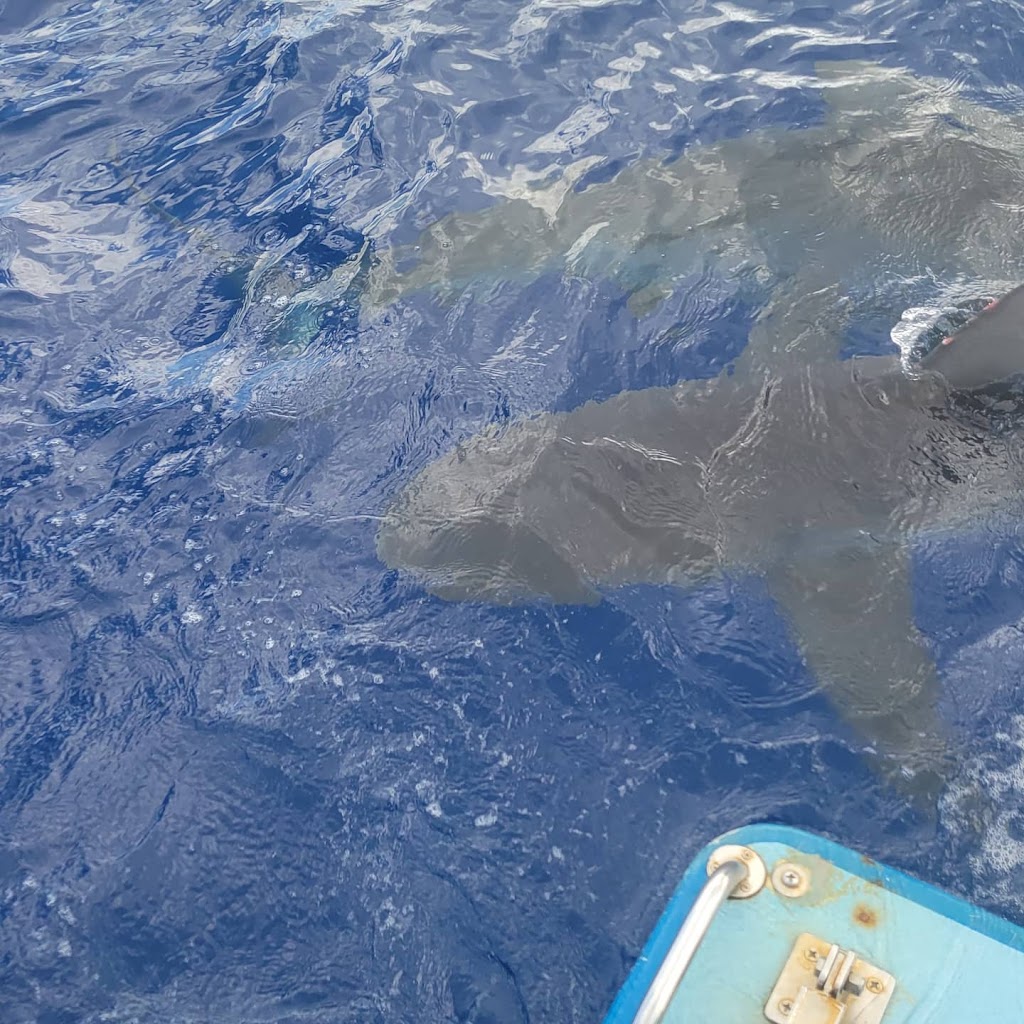 Haleiwa Shark Tours | 66-105 Haleiwa Rd, Haleiwa, HI 96712 | Phone: (808) 690-3475